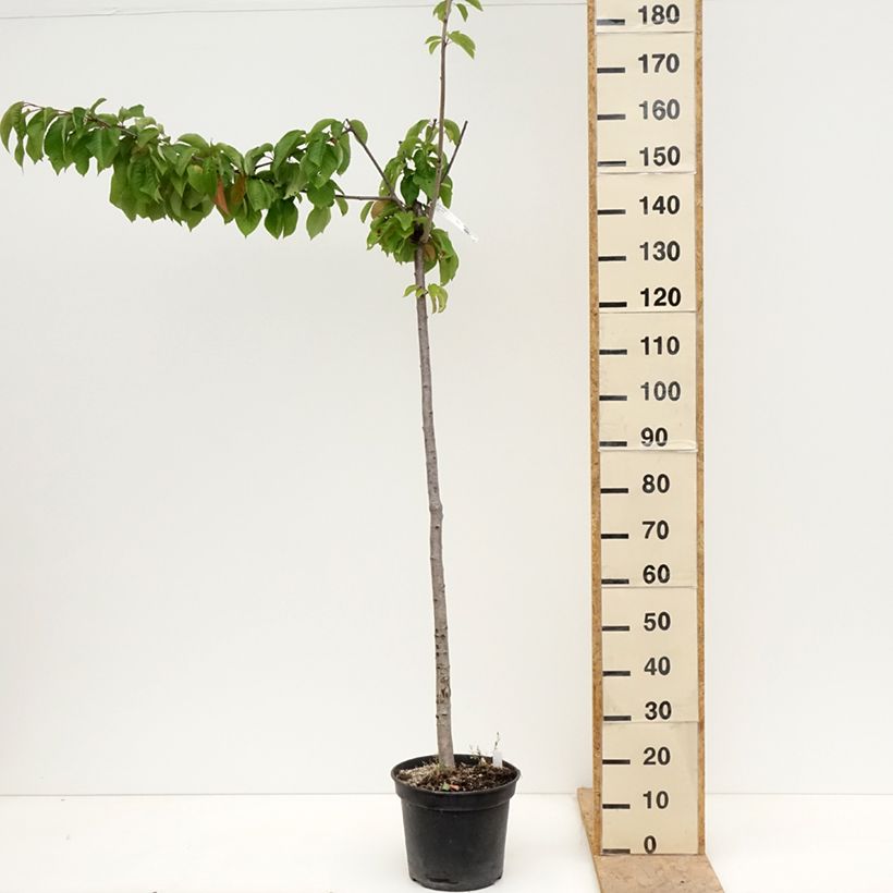 Cerezo Bigarreau Bigalise Maceta 7,5L/10L, Medio tallo Ejemplar entregado en la primavera