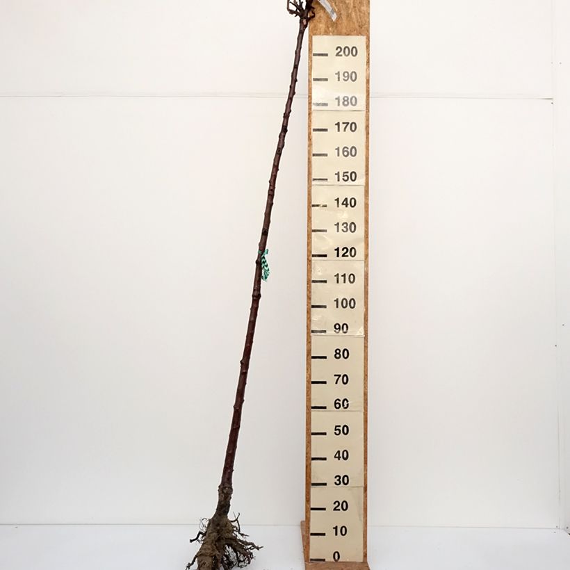 Cerezo Bigarreau Burlat Raíces desnudas, Tallo alto Ejemplar entregado en invierno