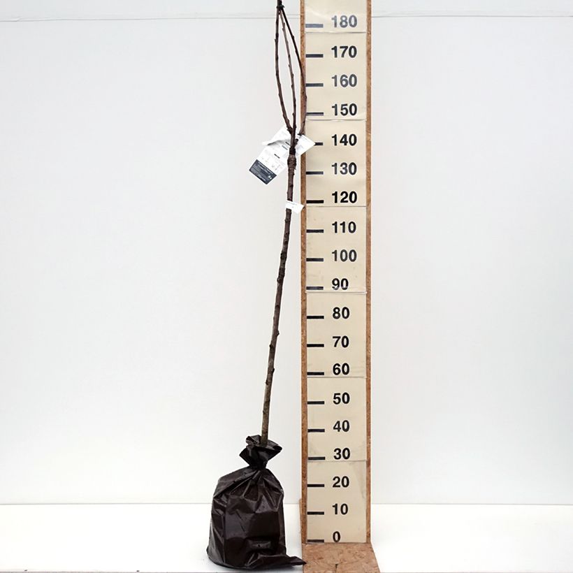 Ejemplar de Cerezo Bigarreau de La Saint Jean Cepellón "listo para plantar", Medio tallo entregado en otoño