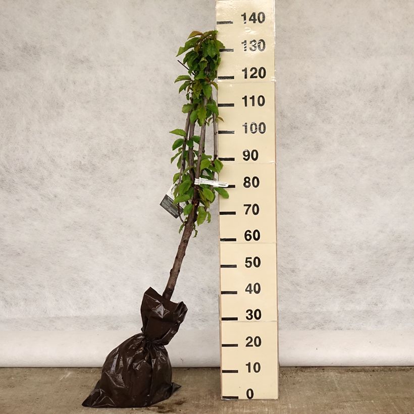 Cerezo Bigarreau Délice de Malicorne Cepellón "listo para plantar", Copa Ejemplar entregado en la primavera