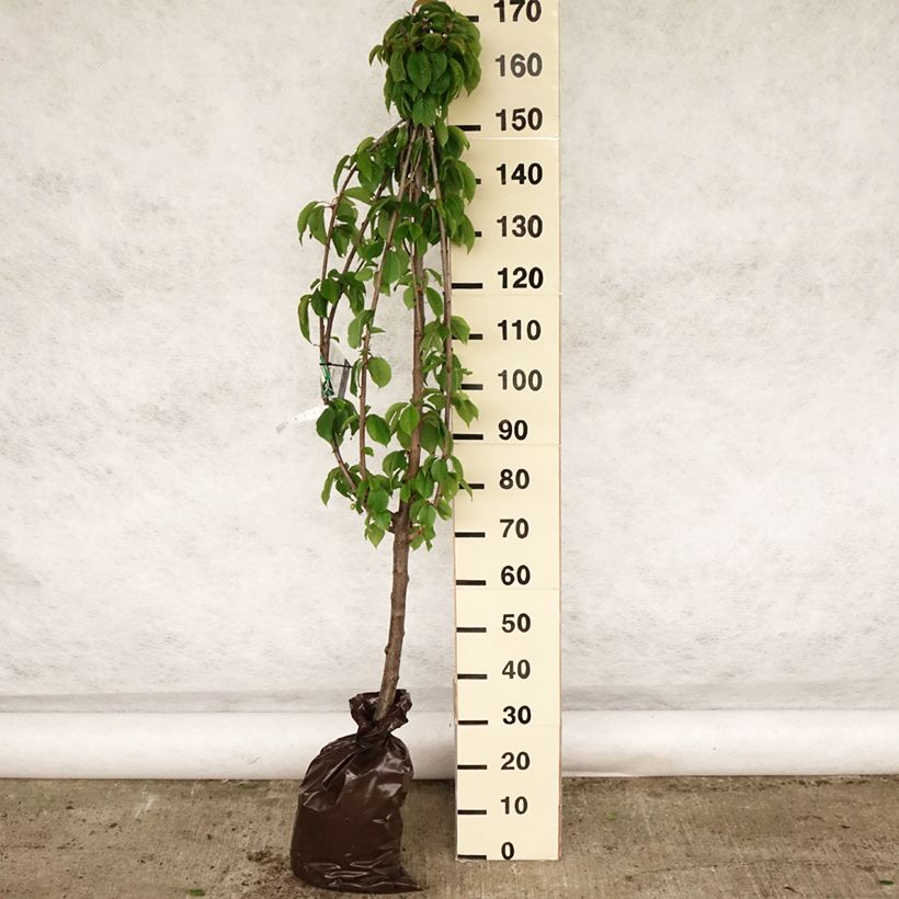 Cerezo Bigarreau hâtif Delbard Cepellón "listo para plantar", Copa Ejemplar entregado en la primavera