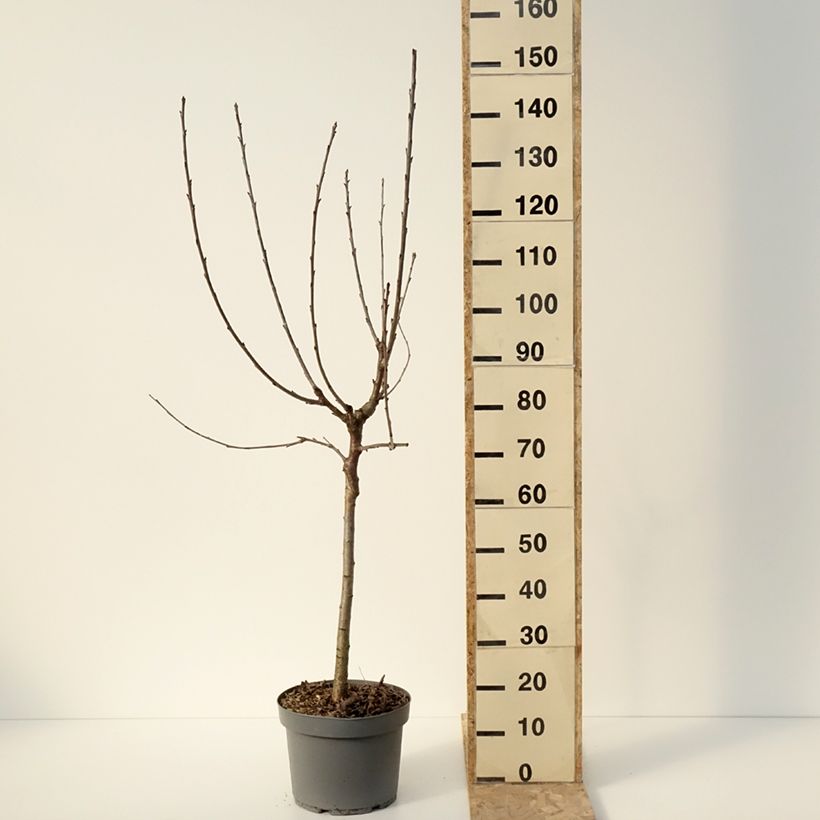 Cerezo Marmotte Maceta 7,5L/10L, Copa Ejemplar entregado en invierno