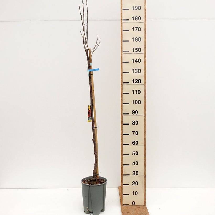Ejemplar de Cerezo Bigarreau Napoléon Maceta 7,5L/10L, Medio tallo entregado en otoño