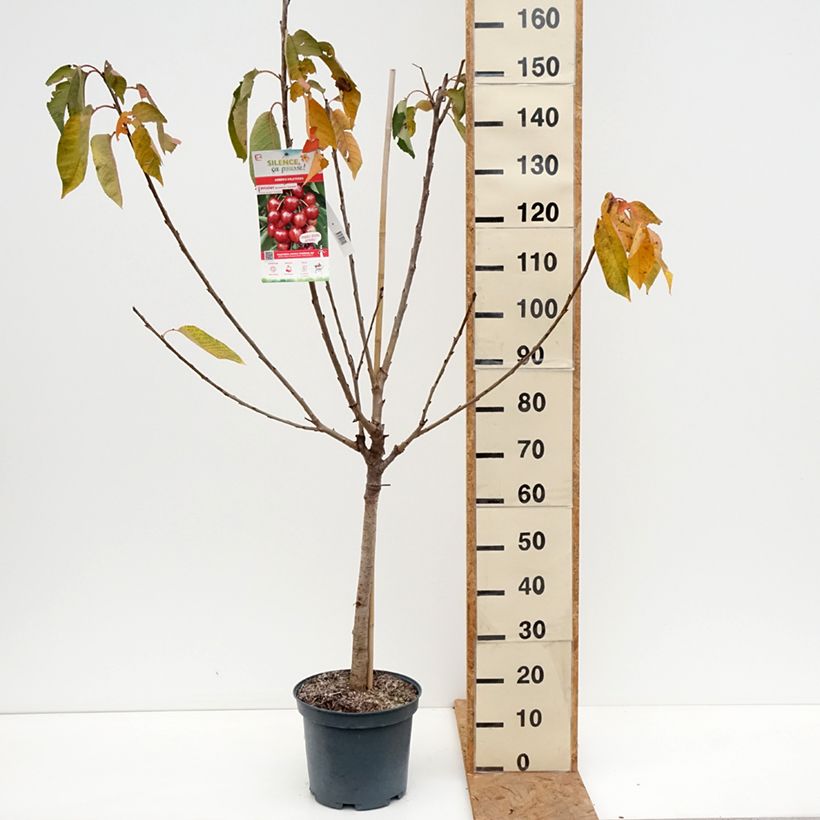 Ejemplar de Cerezo Bigarreau Summit Maceta 7,5L/10L, Copa entregado en otoño