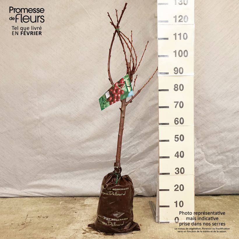 Cerezo Bigarreau Sunburst Cepellón "listo para plantar", Copa Ejemplar entregado en invierno