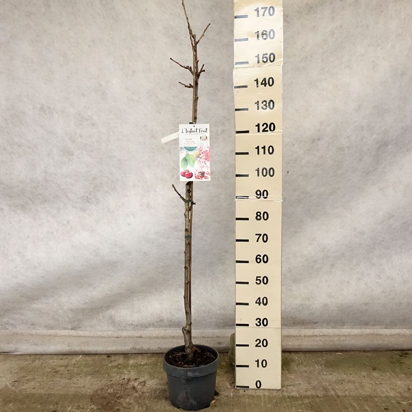Ejemplar de Guinda Hong Kong Maceta 6L/7L, Columnar entregado en otoño