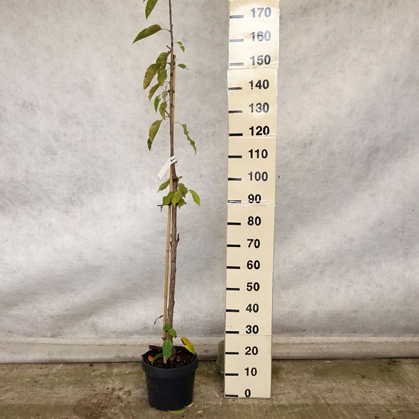 Ejemplar de Guinda Shangai Maceta 6L/7L, Columnar entregado en otoño