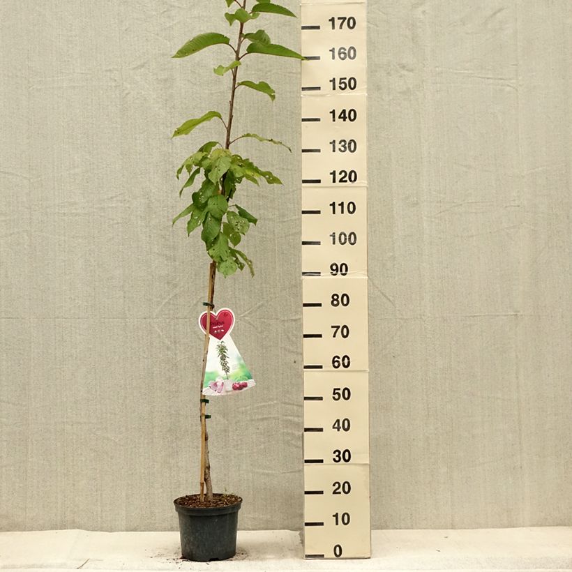 Ejemplar de Cerezo columnar Sylvia Maceta 4L/5L, Columnar entregado en verano