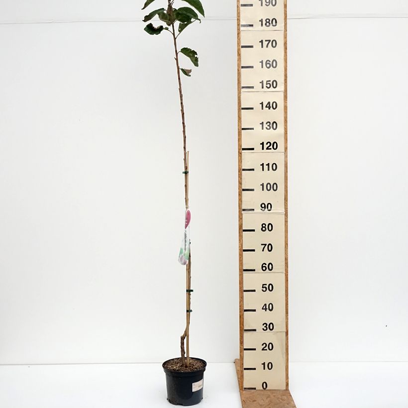 Ejemplar de Cerezo columnar Sylvia Maceta 4L/5L, Columnar entregado en otoño