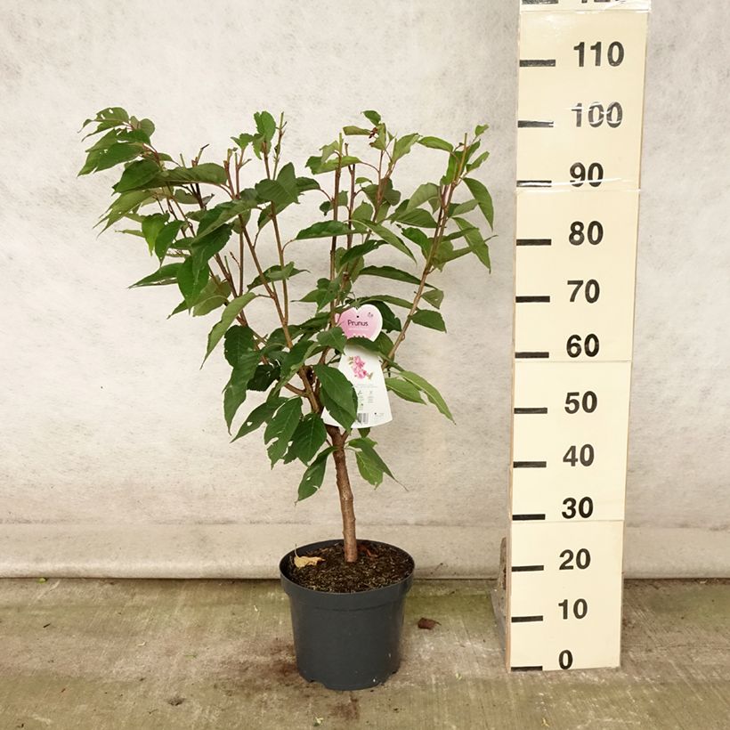 Ejemplar de Cerezo japonés Kanzan - Prunus serrulata Maceta 7,5L/10L entregado en verano