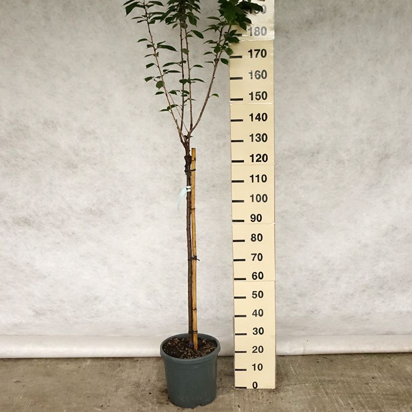 Cerezo japonés Kanzan - Prunus serrulata Maceta 7,5L/10L Ejemplar entregado en la primavera