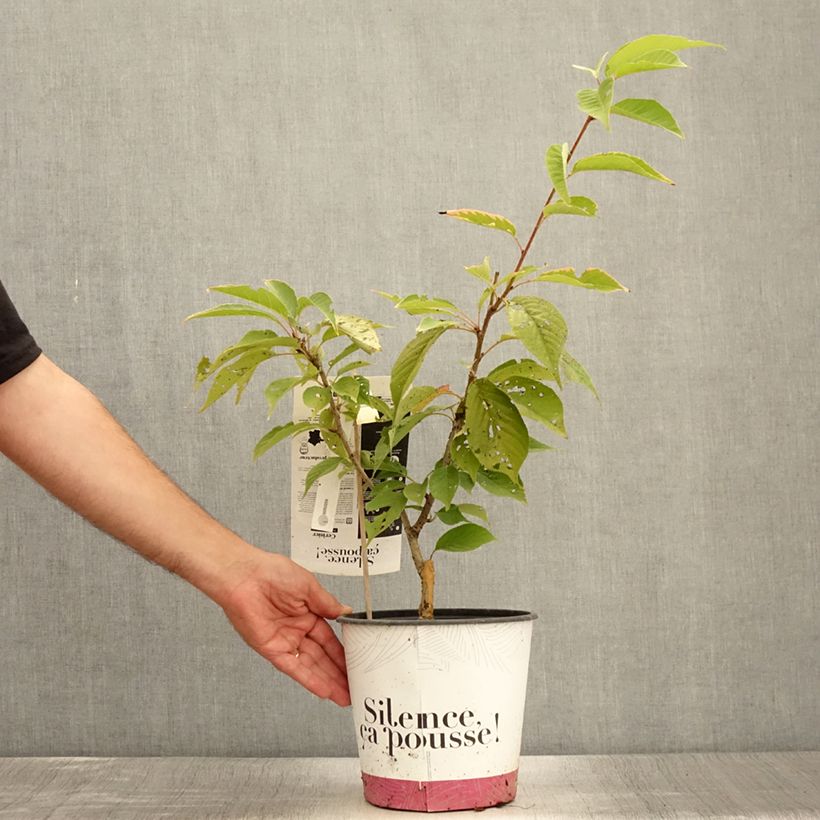 Ejemplar de Cerezo japonés Kanzan - Prunus serrulata Maceta 4L/5L, Formación arbustiva entregado en verano