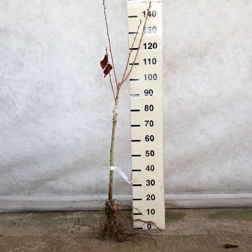 Cerezo japonés Kanzan - Prunus serrulata Raíces desnudas Ejemplar entregado en invierno