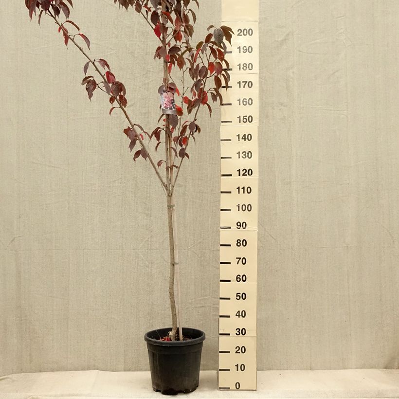 Ejemplar de Cerezo japonés Royal Burgundy - Prunus serrulata Maceta 18L/20L entregado en otoño
