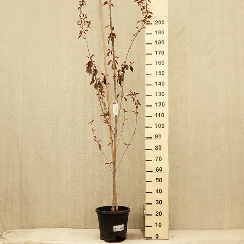 Ejemplar de Cerezo japonés Royal Burgundy - Prunus serrulata Maceta 12L/15L entregado en verano