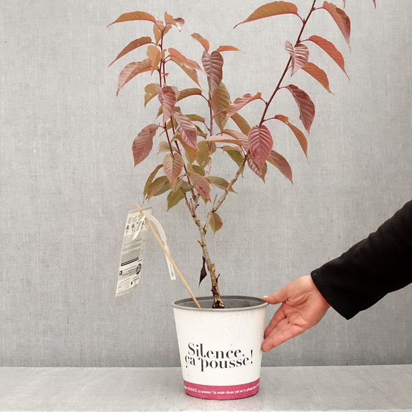 Ejemplar de Cerezo japonés Royal Burgundy - Prunus serrulata Maceta 4L/5L entregado en otoño
