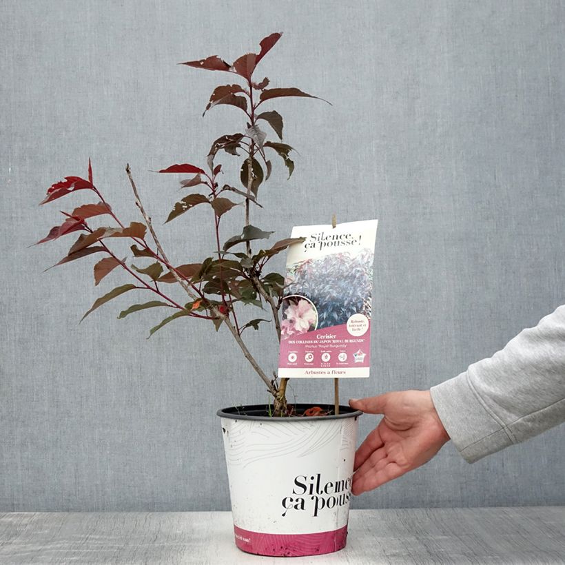 Ejemplar de Cerezo japonés Royal Burgundy - Prunus serrulata Maceta 4L/5L entregado en verano