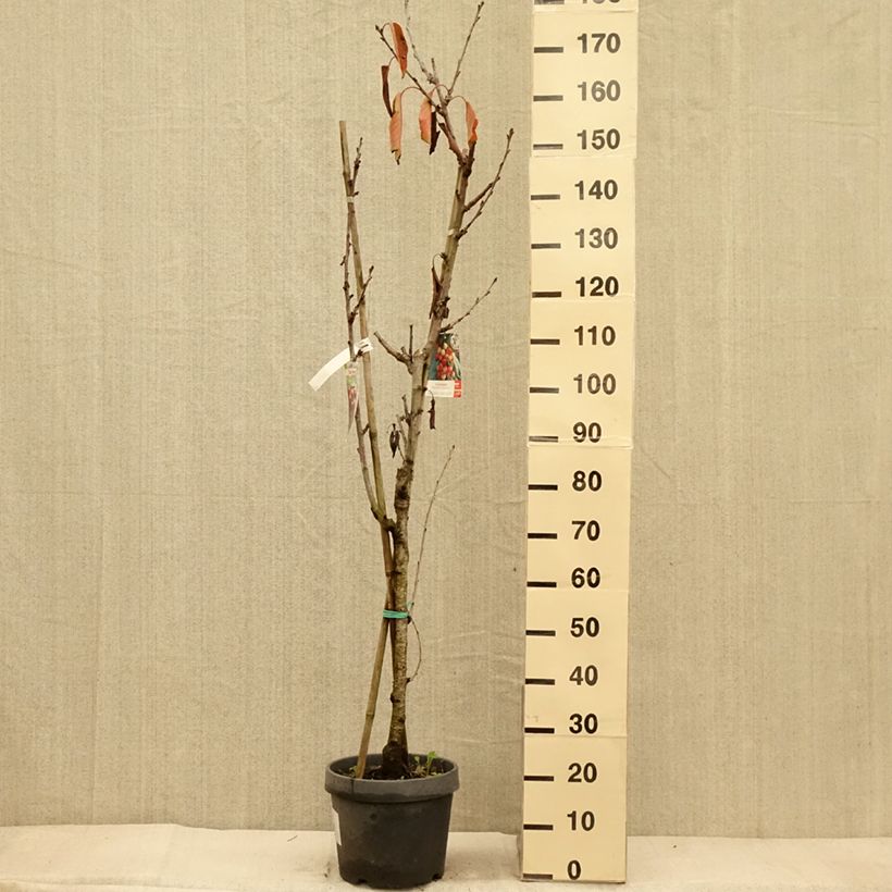 Ejemplar de Guinda Dúo Bigarreau Hedelfingen y Napoleon Maceta 7,5L/10L entregado en otoño