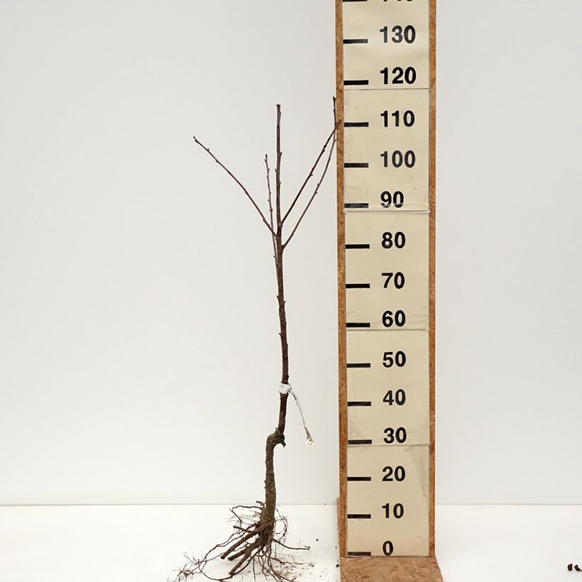 Guindo Guindoux de Charentes Bio Raíces desnudas Ejemplar entregado en invierno