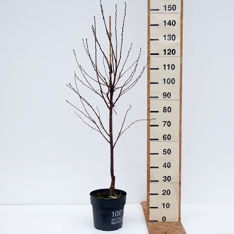 Ejemplar de Guinda Kelleriis16 o Morellenfeuer Bio Maceta 4L/5L, 1/4 tallo entregado en otoño