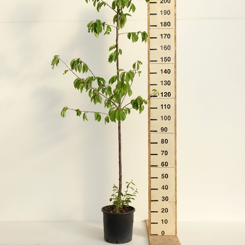 Cerezo Kordia Maceta 20L/25L, Medio tallo Ejemplar entregado en la primavera