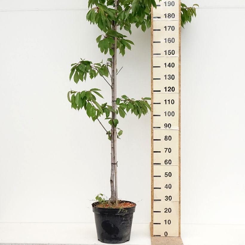 Cereza Kunzego Kunzes Kirche Maceta 20L/25L, Medio tallo Ejemplar entregado en la primavera