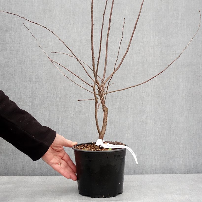 Guinda enana Carmine Jewel Maceta 2L/3L Ejemplar entregado en invierno