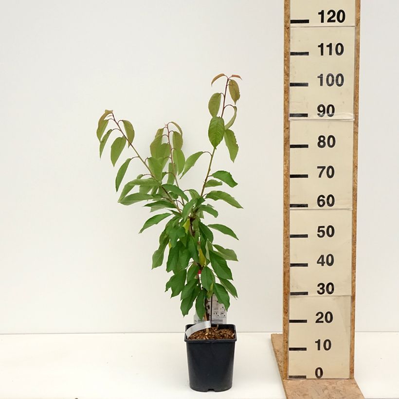 Guinda enana Fruit Me Cherry Me Lapins Maceta 4L/5L, Enano Ejemplar entregado en la primavera