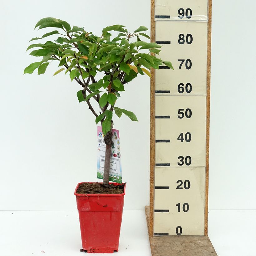 Ejemplar de Guinda enana Garden Bing Maceta 6L/7L, 1/4 tallo entregado en verano
