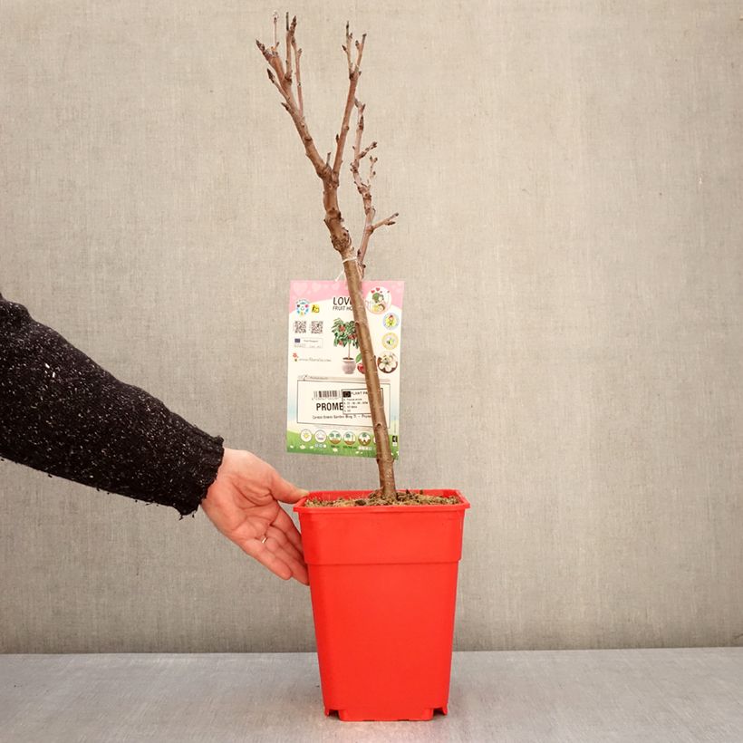 Guinda enana Garden Bing Maceta 6L/7L, 1/4 tallo Ejemplar entregado en invierno