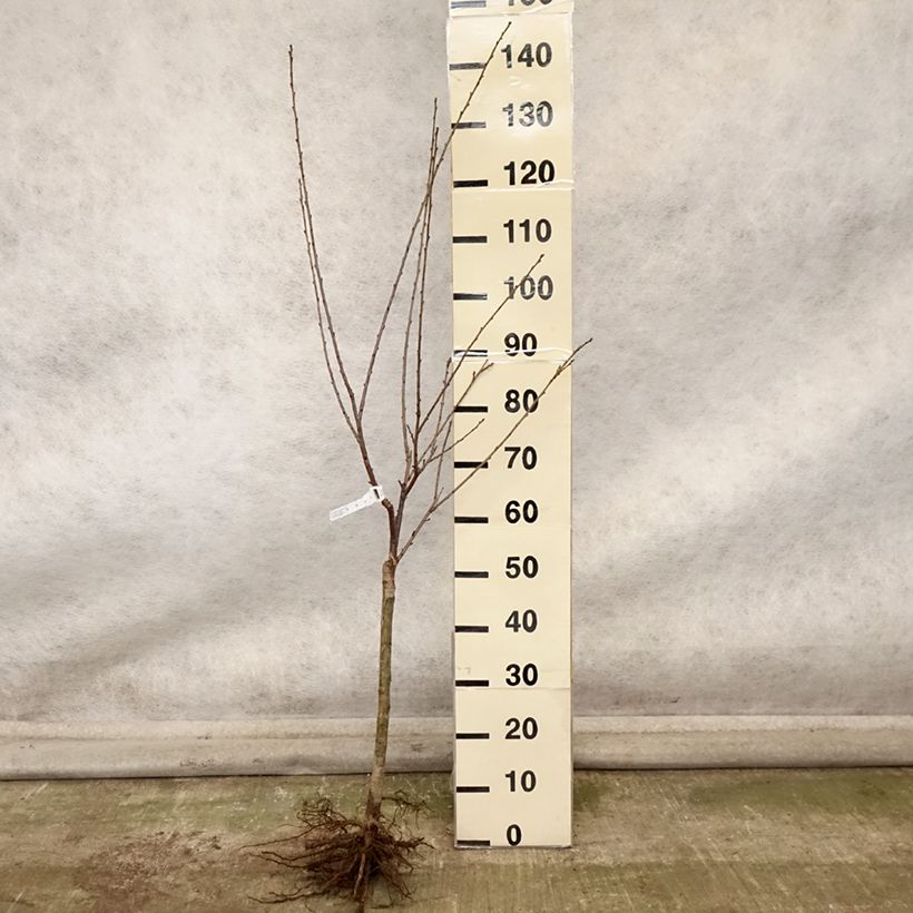 Ejemplar de Guinda enana Griotella Frumi Raíces desnudas, 1/4 tallo entregado en otoño