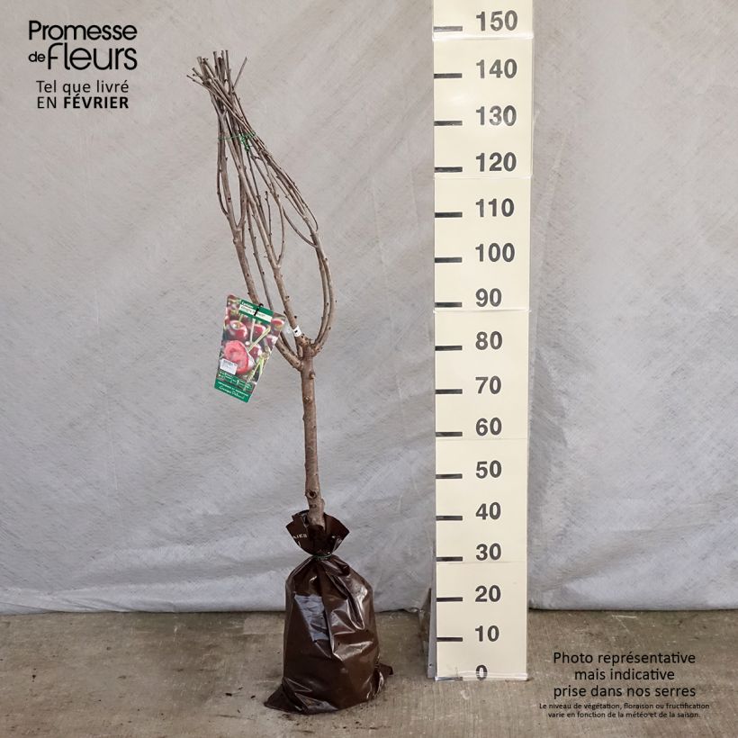 Guinda Cerise Allégria Delbard Cepellón "listo para plantar", Copa Ejemplar entregado en invierno