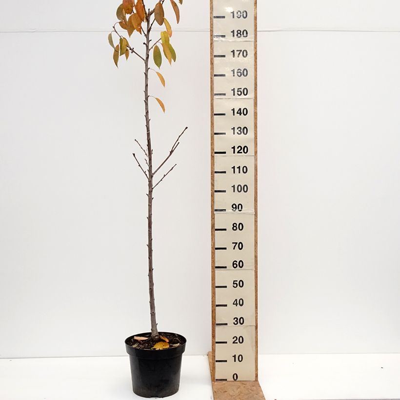 Ejemplar de Cerezo  Regina Maceta 20L/25L, Medio tallo entregado en otoño