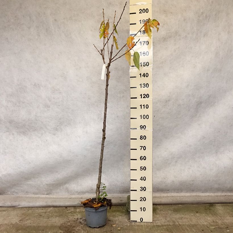 Ejemplar de Cerezo Schneiders Späte Knorpelkirsche Maceta 7,5L/10L, Medio tallo entregado en otoño