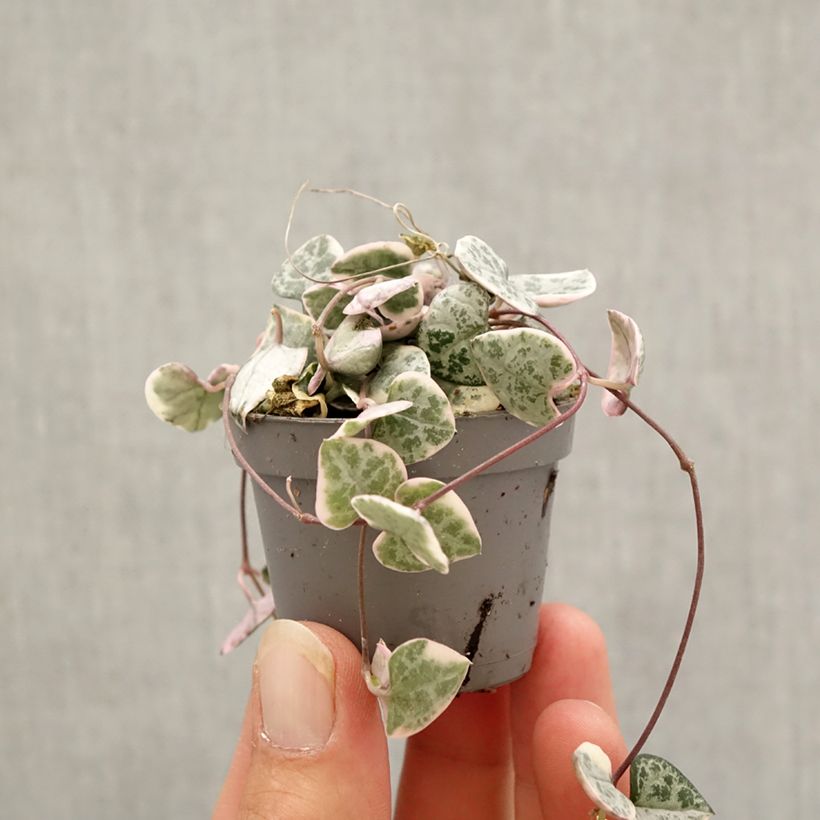 Ejemplar de Ceropegia woodii Variegata - Collar de corazones Mini-plante entregado en otoño