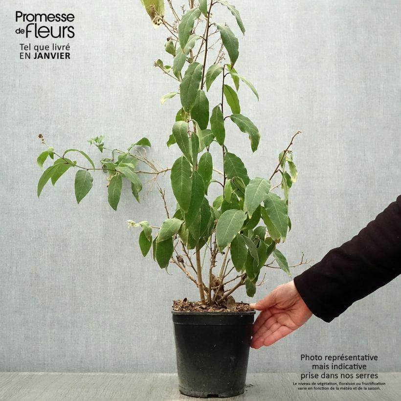 Cestrum elegans Rubrum Maceta 4L/5L Ejemplar entregado en invierno