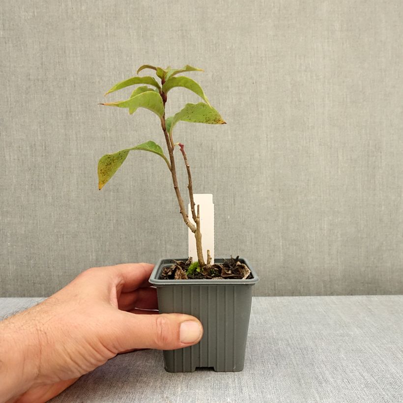 Ejemplar de Cestrum fasciculatum Newellii Maceta de 8/9 cm entregado en otoño
