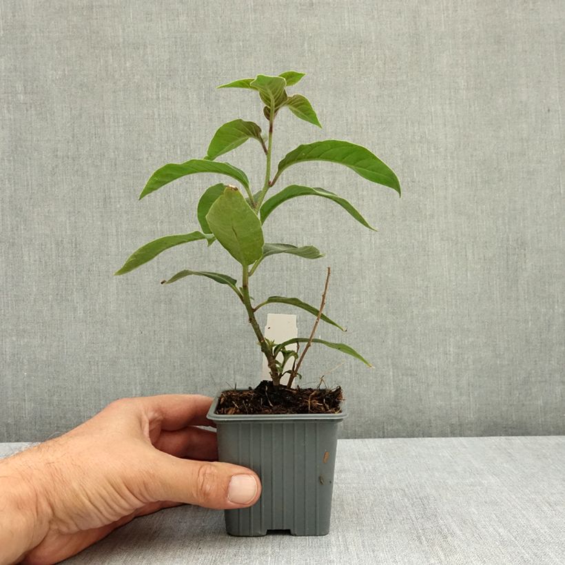 Ejemplar de Cestrum fasciculatum Newellii - Cestreau rouge du Mexique Godet de 8/9 cm entregado en verano