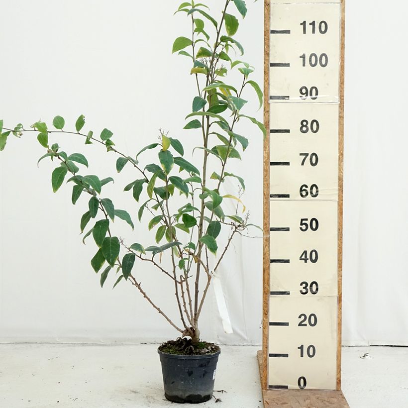 Ejemplar de Cestrum fasciculatum Newellii Maceta 3L/4L entregado en otoño