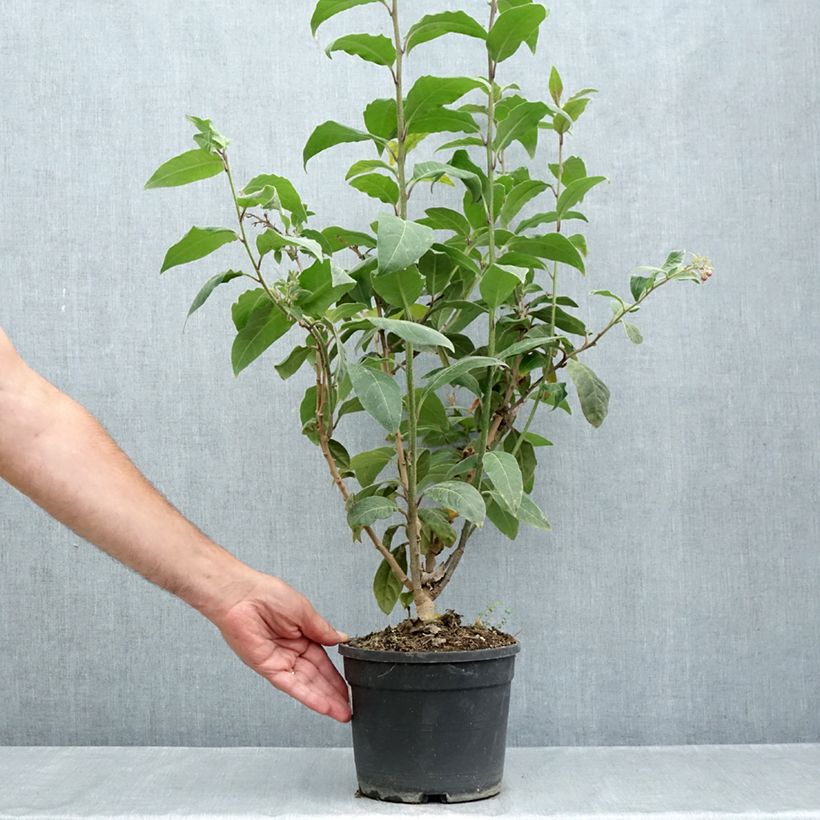 Ejemplar de Cestrum fasciculatum Newellii Maceta 3L/4L entregado en verano