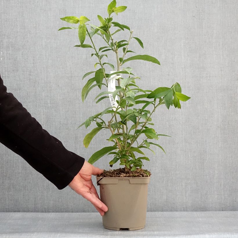 Cestrum nocturnum - Dama de noche Maceta 3L/4L Ejemplar entregado en invierno