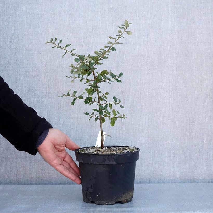 Quercus suber - Alcornoque Maceta 3L/4L Ejemplar entregado en invierno