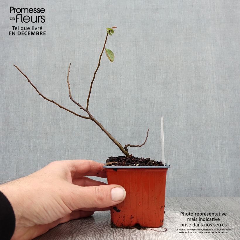 Membrillero del Japón Nicoline - Chaenomeles superba Maceta de 8/9 cm Ejemplar entregado en invierno