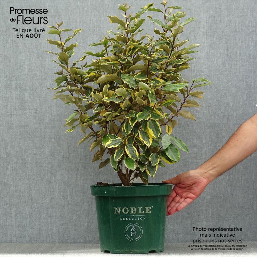 Ejemplar de Elaeagnus ebbingei Viveleg Maceta 7,5L/10L entregado en verano