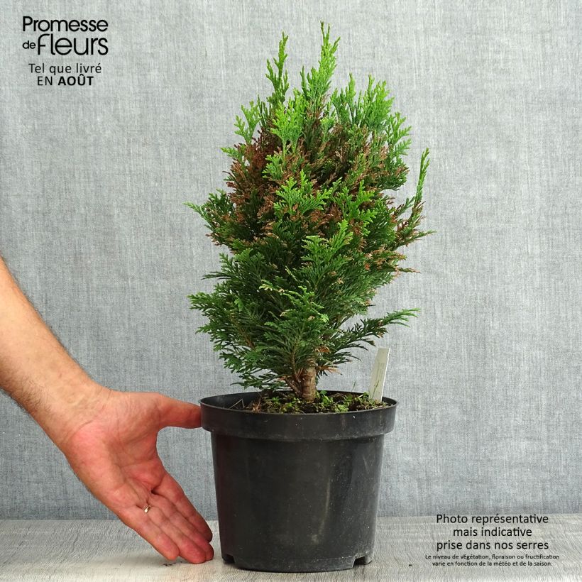 Ejemplar de Chamaecyparis lawsoniana Minima Glauca Maceta 2L/3L entregado en verano