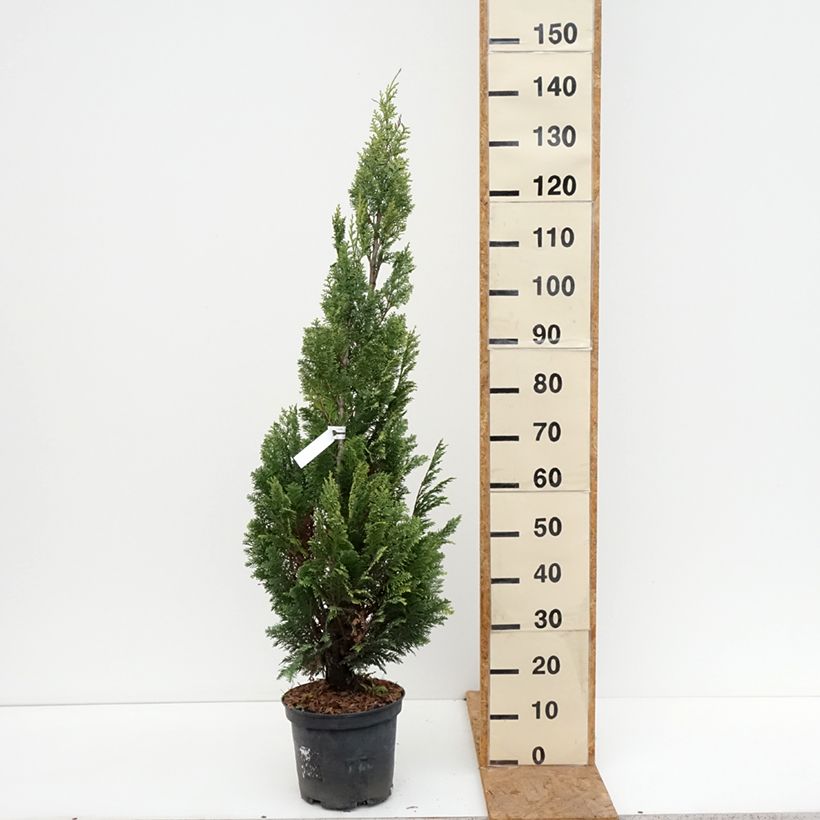 Ejemplar de Chamaecyparis lawsoniana Alumigold Maceta 7,5L/10L entregado en otoño