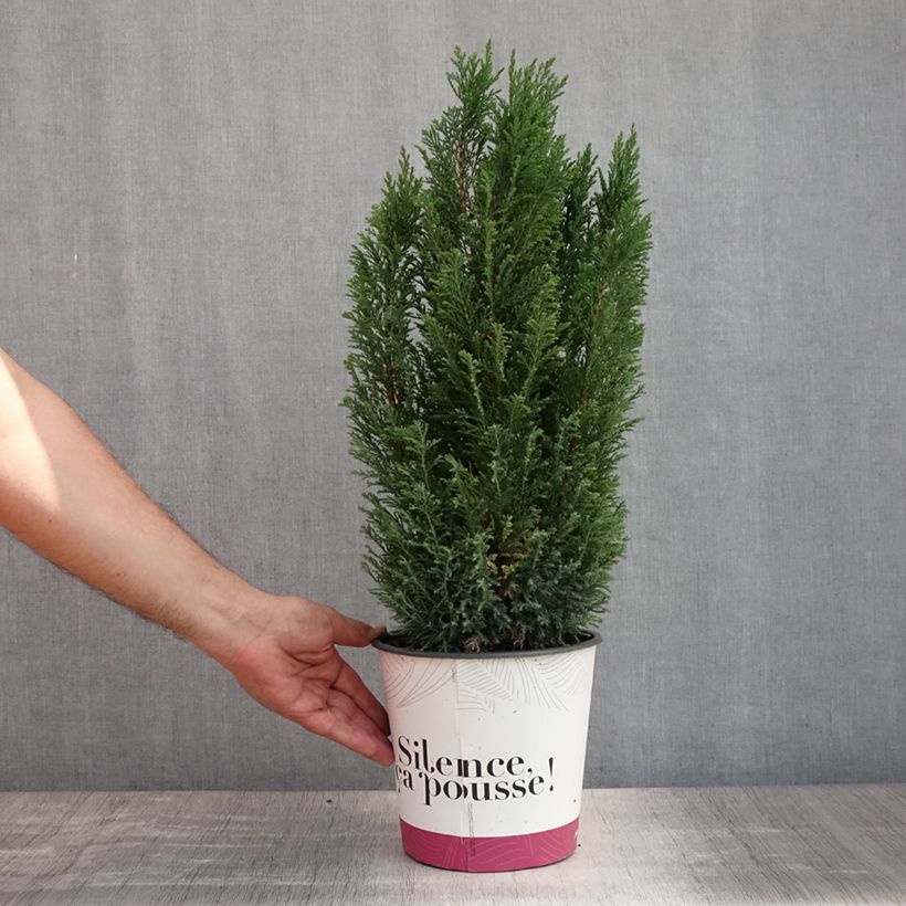 Ejemplar de Chamaecyparis lawsoniana Elwoodii Maceta 4L/5L entregado en verano