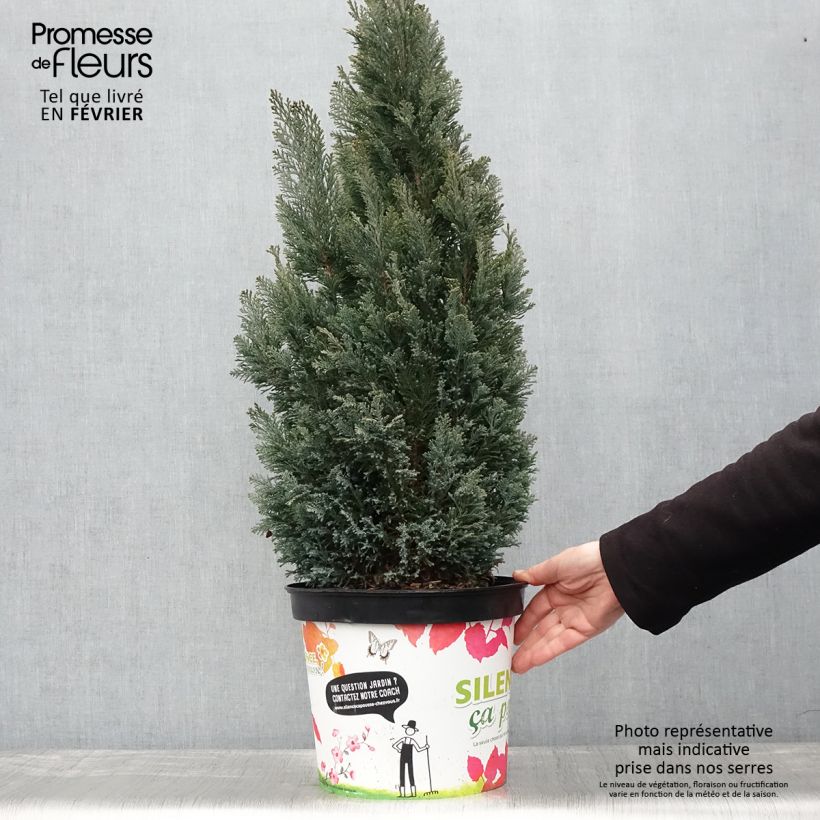 Chamaecyparis lawsoniana Elwoodii Maceta 7,5L/10L Ejemplar entregado en invierno