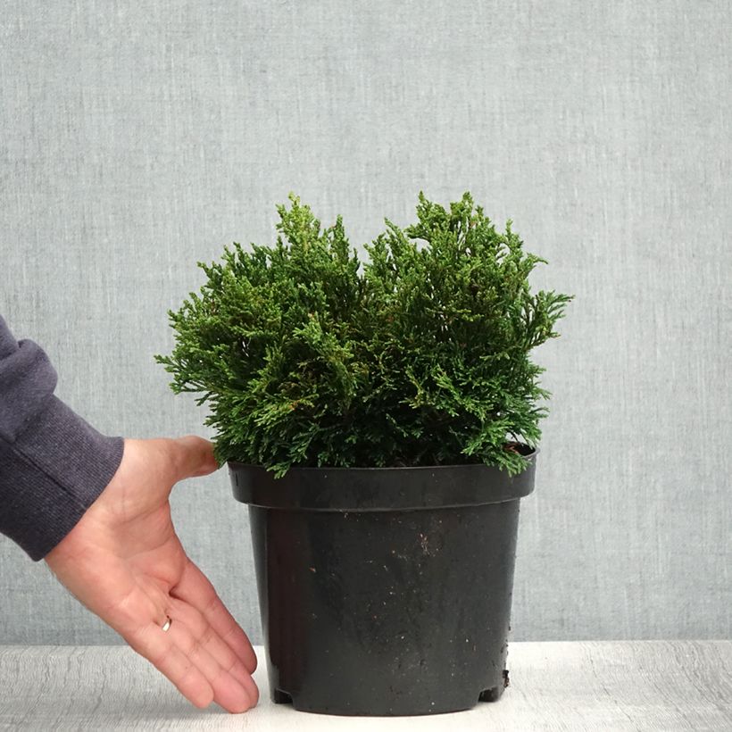 Ejemplar de Chamaecyparis lawsoniana Green Globe Maceta 2L/3L entregado en verano