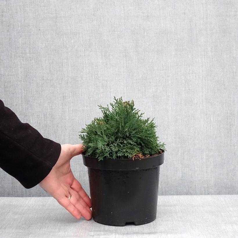 Chamaecyparis lawsoniana Green Globe Maceta 2L/3L Ejemplar entregado en invierno